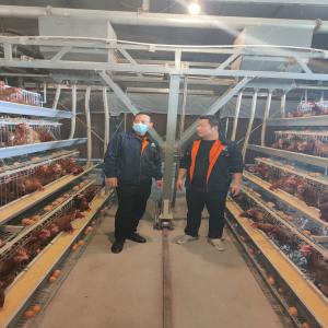 China 160 Birds A Type Poultry Battery Chicken Layer Cages System For 10000 Birds factory