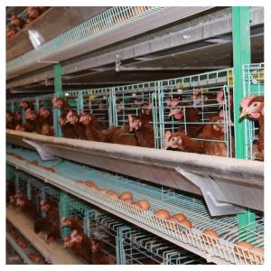 China Automatic Breeding 8 Doors Broiler Chicken Cage Livestock Hot Dipping factory