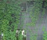 Stainless Steel Wire Rope Green Wall Mesh 304 304L 316 316L