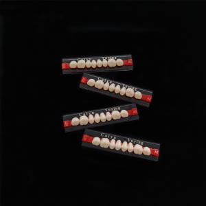 China Acrylic Resin Teeth Posteriors Upper (8x1)x12 High Wear Resistance Composite Dentadura CE ISO Manufacturer factory