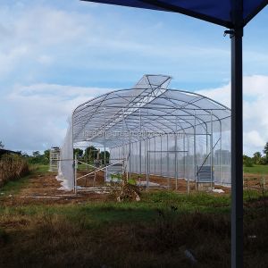 Grow Vegetables Single Span Greenhouse Flowers Tropical Climate Greenhouse