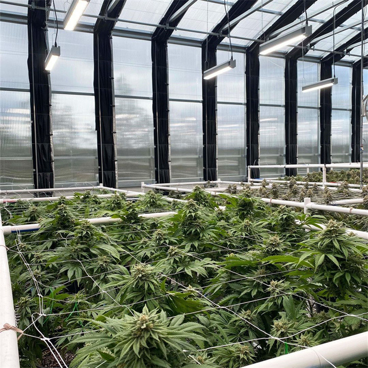 Agricultural Single-span Black Out Greenhouse Automated Light Dep Deprivation Blackout Greenhouse