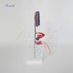Pvc Male Urogenital System Medical 40cm Human Anatomy Model