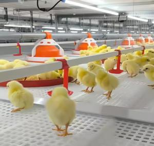 China H Type Chicken Layer Cage Hot Dip Galvanized Steel 3 Tier Poultry Cage factory