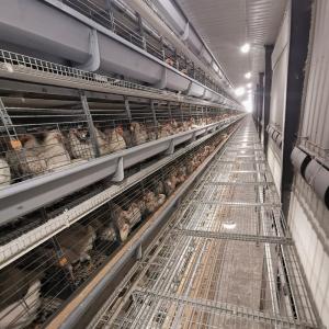 China Layer Poultry Battery Chicken Cages 96 / 120 / 128 / 160 Birds factory