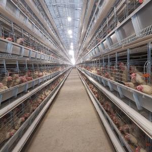 China H Type Chicken Layer Battery Cage Poultry Farm Equipment Automatic 10 Tiers factory