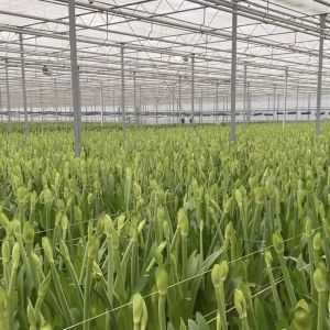 China Float Glass Greenhouse for Growing Plants Package Size 50.00cm * 60.00cm * 80.00cm factory