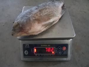 China Fresh Good Quality Gutted and Scaled Tilapia factory