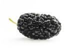 Anthocyanin Fruit Mulberry Herbal Extract Powder For Food Additives