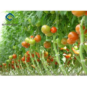 China Large Size Tomato Plant Greenhouse Galvanized Steel Skeleton Materials on sale