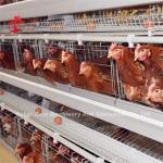120 Birds Poultry Battery Cage Hot Galvanized With 4 Doors Use In 10000 Birds