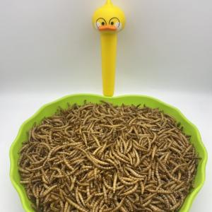 China Insects Ingredients Dried Mealworms For Fishing Pet Feed Additives factory