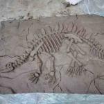 Outdoor Dinosaur Skeleton Replica Model Life Size RoHS Approved