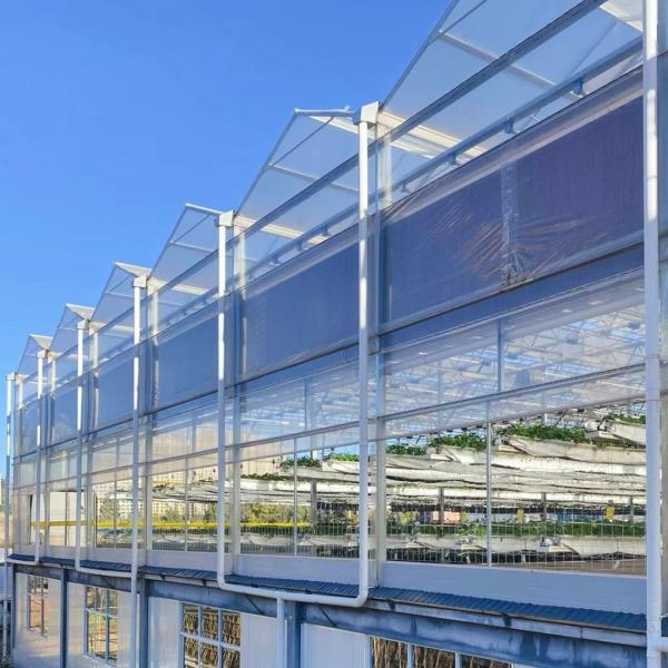 China Glass Greenhouse Hydroponic Vegetable System for Maximum Water Efficiency factory
