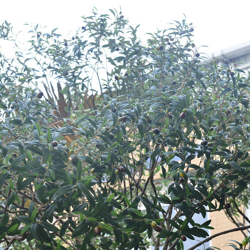 UV-Resistant large 5m customized olive tree artificial with Trunk Realism Realistic Fruits for Hotel Lobbies & Resorts Shopping Mall Luxury Villas