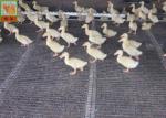 Heavy Duty Strong Fence Breeding Plastic Poultry Netting