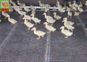 China Heavy Duty Strong Fence Breeding Plastic Poultry Netting factory