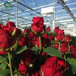 Transparent Large Commercial Greenhouse Agricultural Green House For Flowers