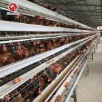 3-4 Tiers Battery Layer Chicken Cage For Laying Hens Farm ISO9001 Listed