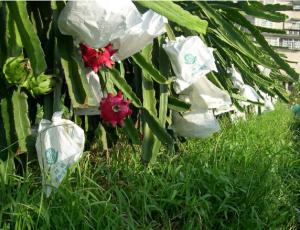 China Dragon fruit protection paper bag factory price 12 years experience factory