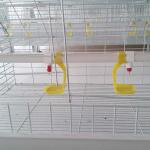 Custom Commercial Meat Chicken Cages, Durable Chick Breeding Cage