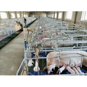 Efficiency and Sustainability in Piggery Farming Prefabricated Modular Building