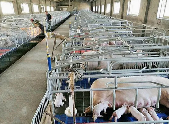 Efficiency and Sustainability in Piggery Farming Prefabricated Modular Building