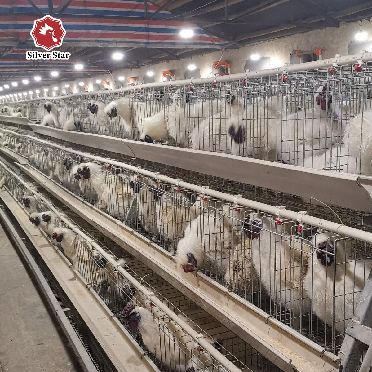 A Type Egg Laying Hen Layer Chicken Cage For Poultry Farm 3 Tiers 195*38*38 Cm