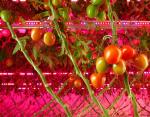 Tomato grow light 50W LED Interlighting IP66 Commercial High Efficiency
