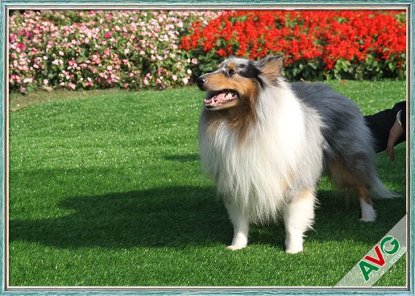 Indoor Synthetic Pet Artificial Turf , Outdoor Carpet Grass Field Green / Apple
