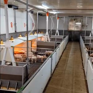 China Pure PP Livestock Farm Weaning Cage Plastic Floor Equipment factory