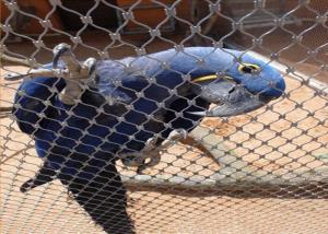 China Inox Flexible Stainless Steel Bird Mesh For Bird Netting / Parrot Mesh factory