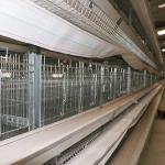 Auto Feeding Egg Laying Chicken Cages , Q235 Steel Wire Layer Bird Cage