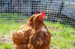 High Quality Welded Wire Mesh beautiful commercial bird cages rabbit cages/cage