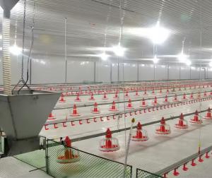 China Broiler Breeder Raising Growing Equipment System Plant Line Layer Floor Farming Poultry Chicken House factory
