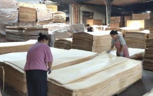 China 0.25-0.5mm Russian Birch Veneer Rotary Cut Wood Veneer 1270x2500mm factory