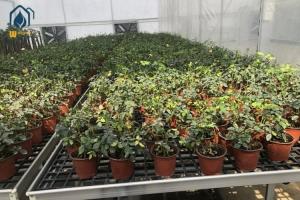 China Greenhouse PP Sheet Hydroponic Flood Tray Nursery Rolling Bench Trays factory