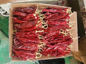 China Raw Processing Type Sweet Capsicum Annuum Pepper Medium Size factory