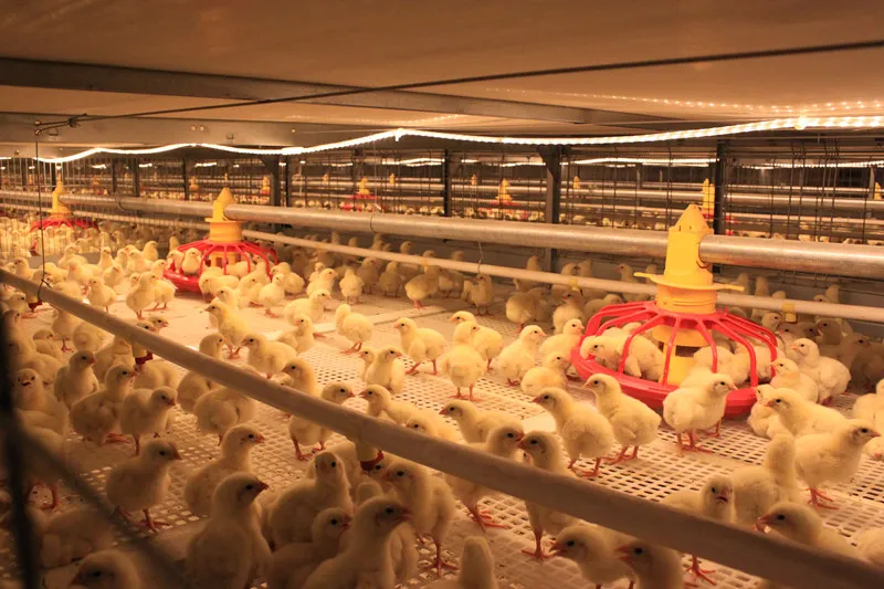 Modern Thermal Insulation Metal Steel Structure Breed Chicken Shed Poultry House