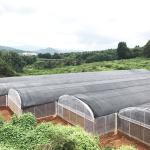 Large Tunnel Plastic Film Single-span Agricultural Nursery Growing Greenhouse