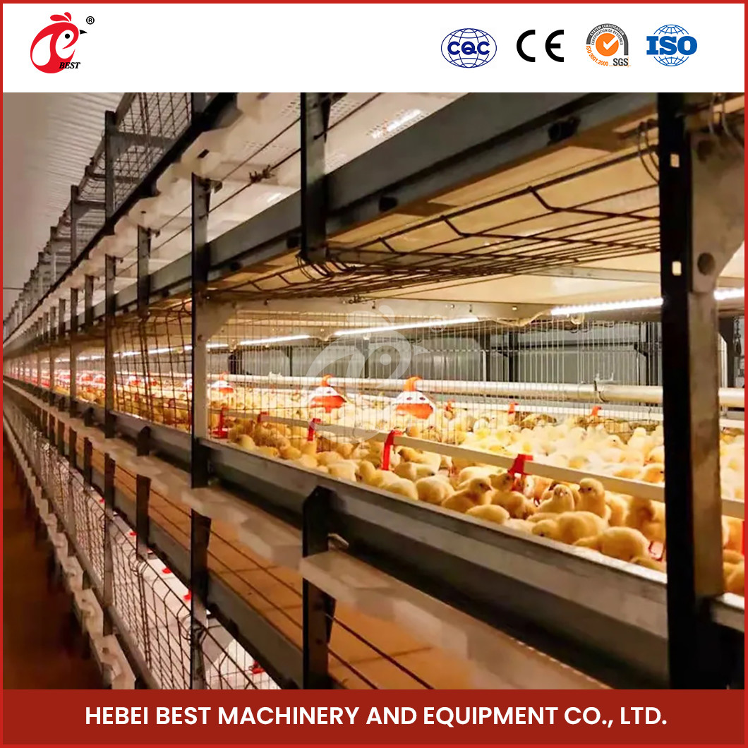 A H Type Full Automatic Brooder Chicken Cage System Q235 Steel Rustproof Star