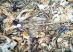 Equator Squid Tentacles Open Neck 500g Size Iso22000 Certification