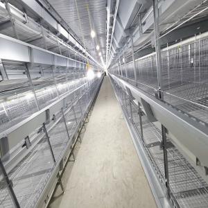 China Automatic Broiler Equipment For Chicken House, 380V 50HZ, SONCAP Approved factory