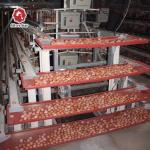 Wanxin Motor Automatic Chicken Egg Collector , 2mm HDG Layer Poultry Farming
