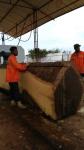 CNC Wood Cutting Saw Mill Machine Sawmill Band Saws For Cutting Logs
