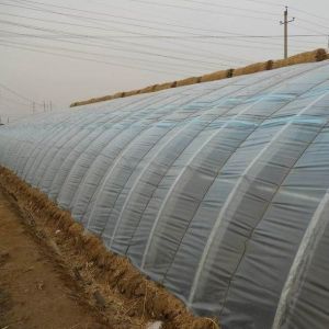 China Tomato Farming Sunlight Greenhouse with Humidity Control and Temperature Control on sale