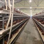 Corrosion Resistance Open House Battery Cage System , Durable Layer Farming Cage