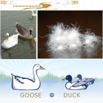 Supply Filling Materials for Duck Down and Goose Down Duvet and Pillows