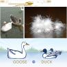 Buy cheap Supply Filling Materials for Duck Down and Goose Down Duvet and Pillows from wholesalers