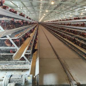 China Breeding Equipment Customized Multi Layer Chicken Cage European 54 Chickens factory